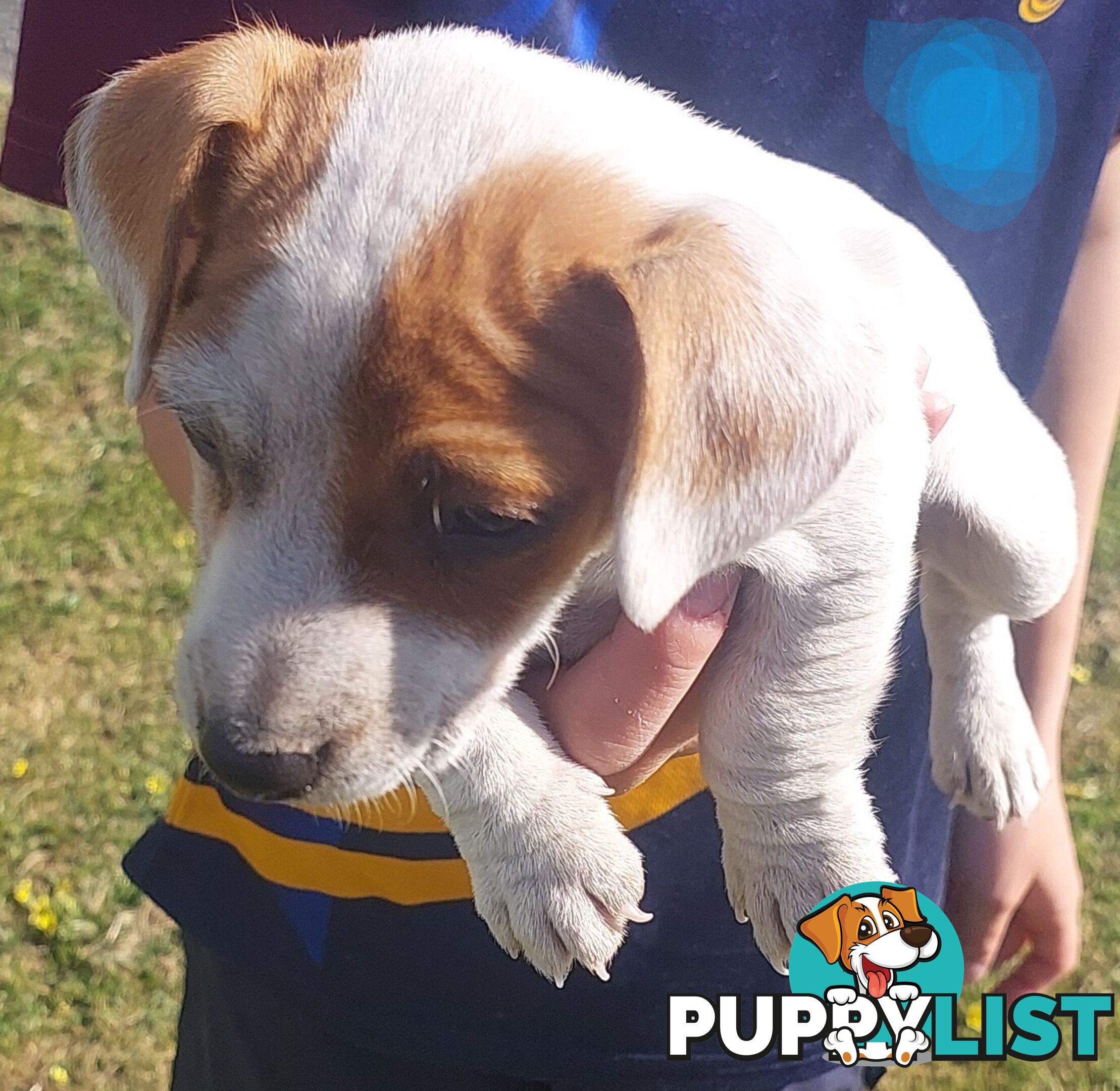 Jack Russell puppy