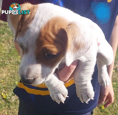 Jack Russell puppy