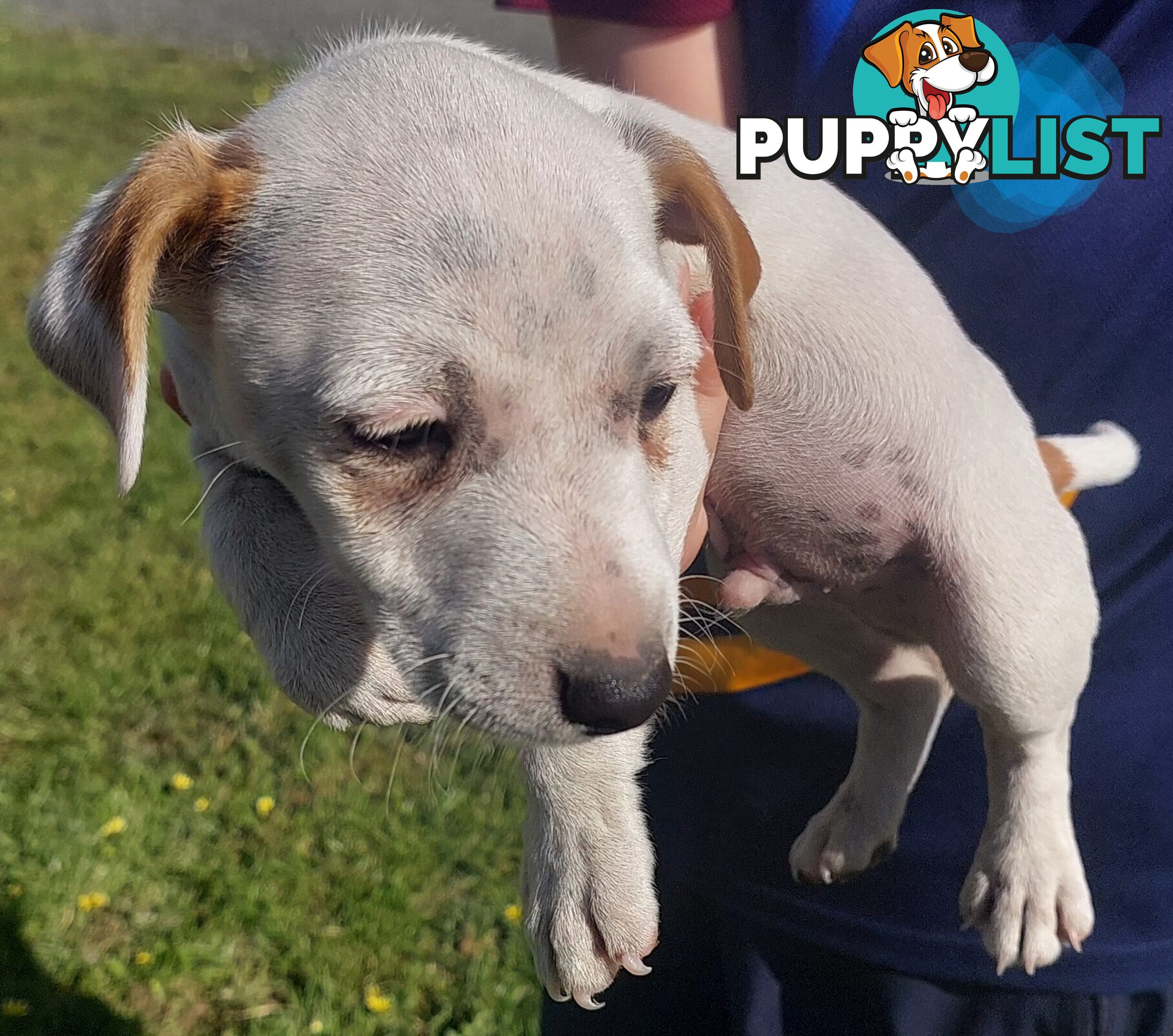 Jack Russell puppy