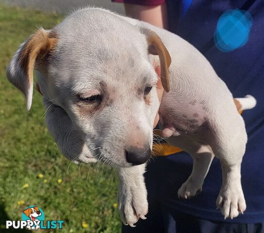 Jack Russell puppy