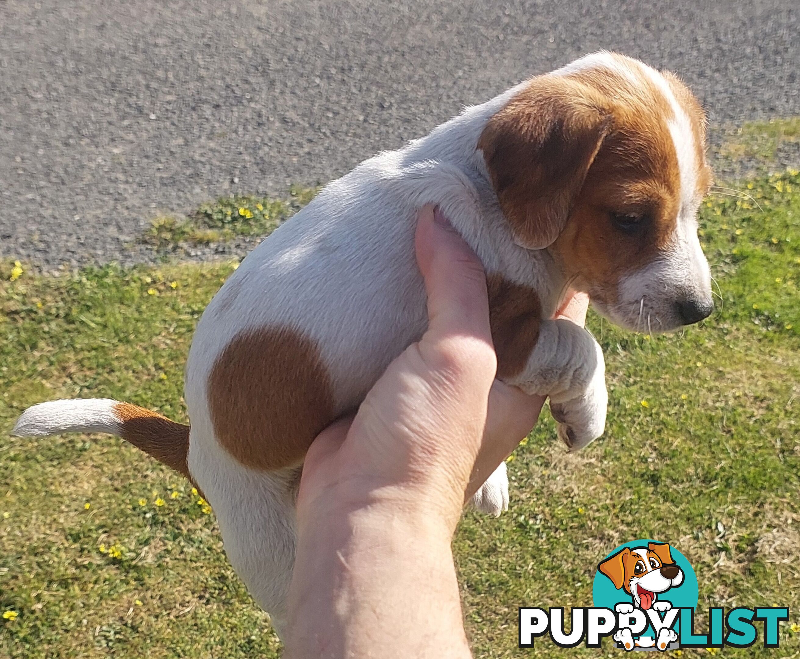 Jack Russell puppy