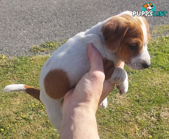 Jack Russell puppy