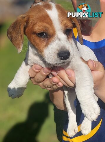 Jack Russell puppy