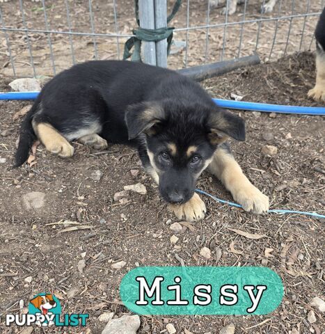 German Shepherd Working Dog Pups