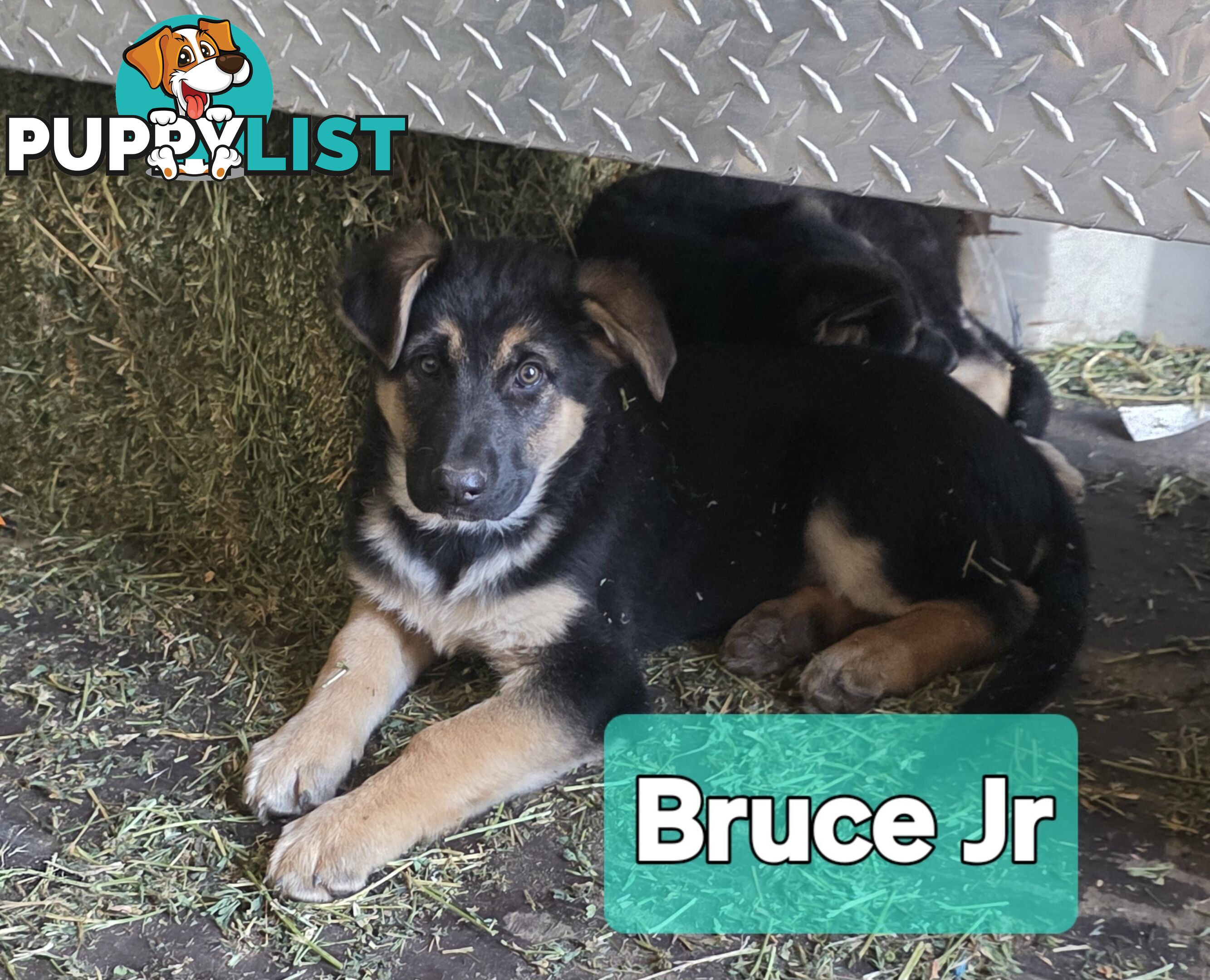 German Shepherd Working Dog Pups