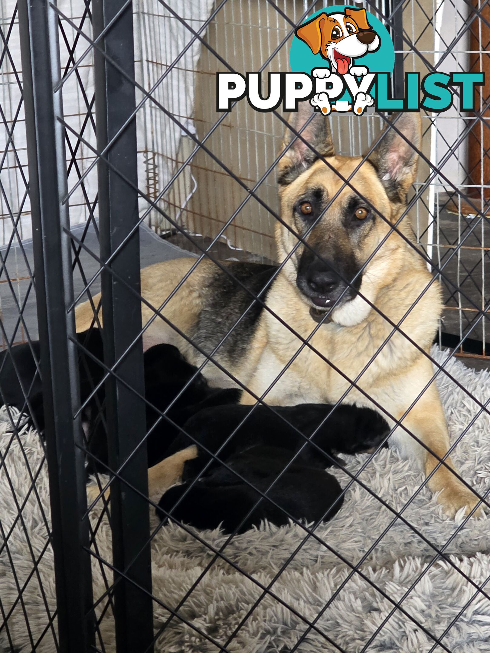 German Shepherd Working Dog Pups