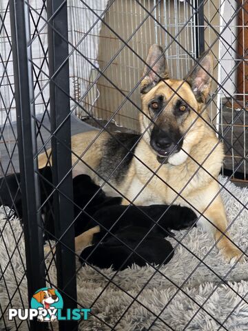 German Shepherd Working Dog Pups