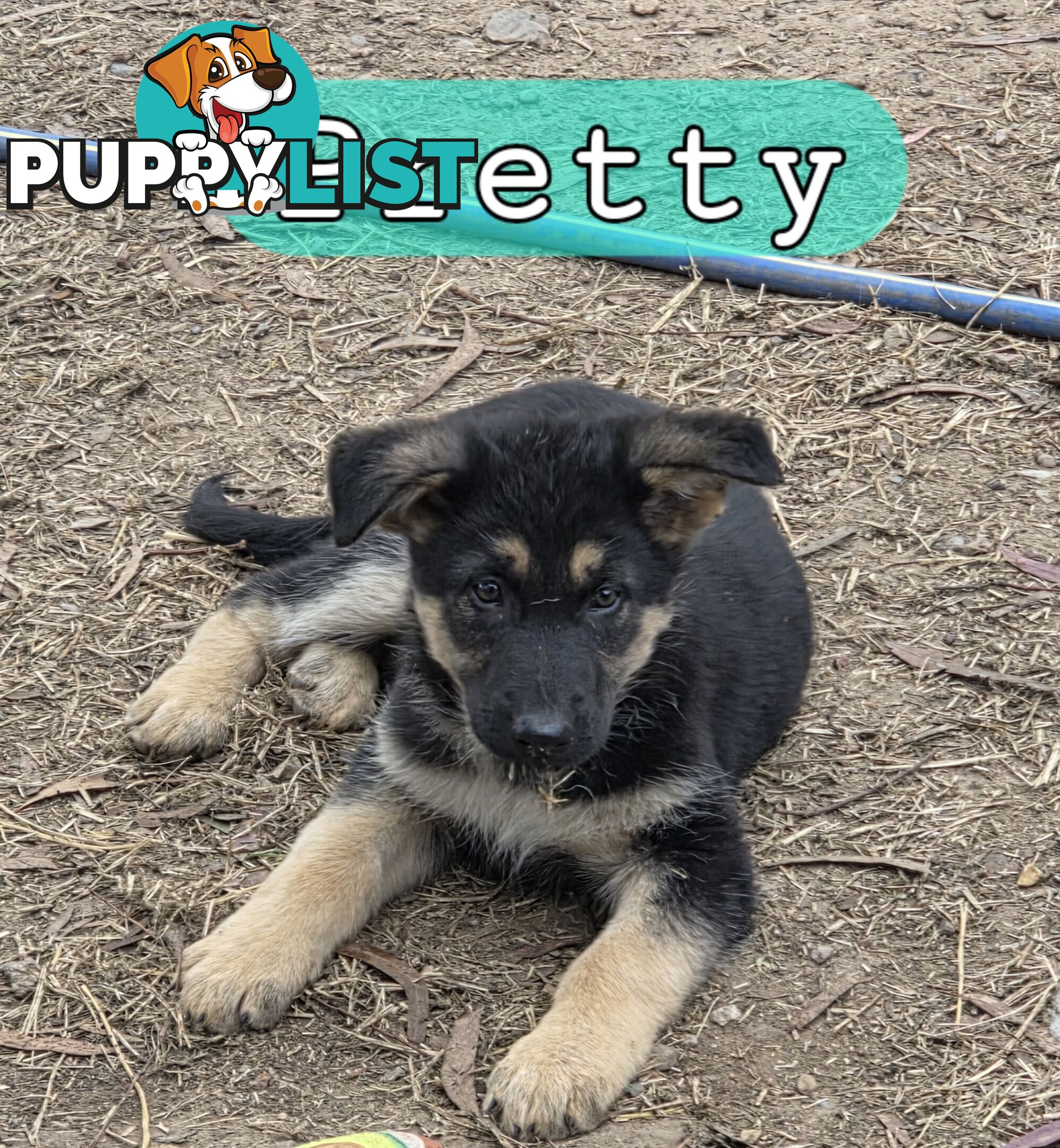 German Shepherd Working Dog Pups