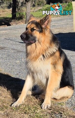 German Shepherd Working Dog Pups