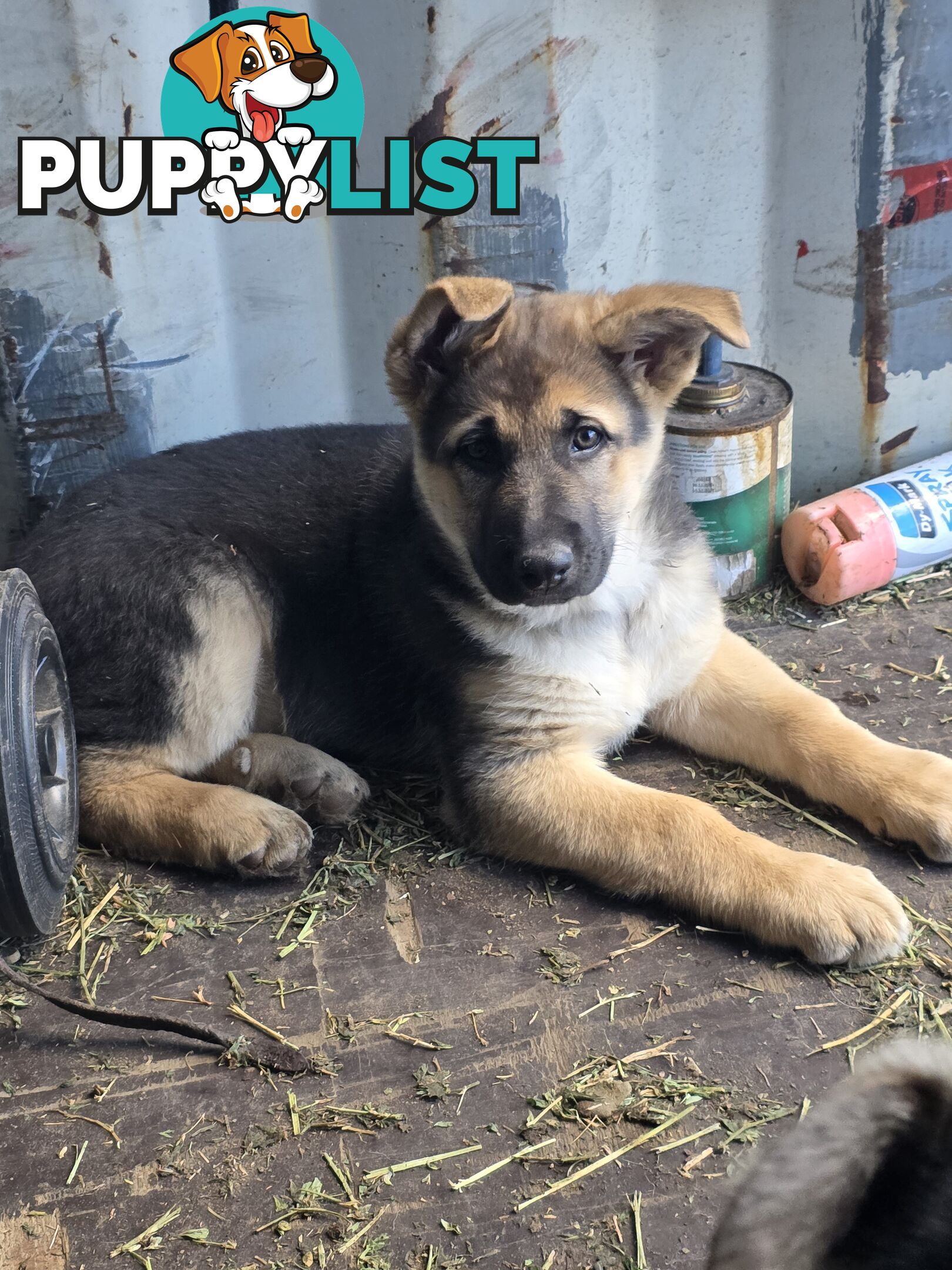 German Shepherd Working Dog Pups