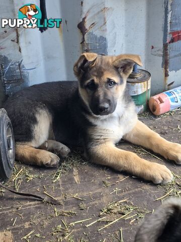 German Shepherd Working Dog Pups