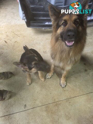 Working Dog German Shepherd