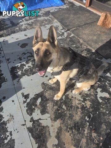 Working Dog German Shepherd