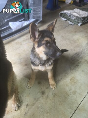 Working Dog German Shepherd