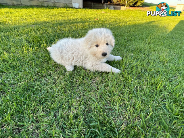 Maremma puppies for sale