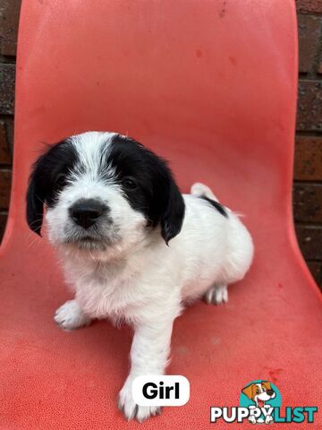 Jack Russell x Maltese puppies