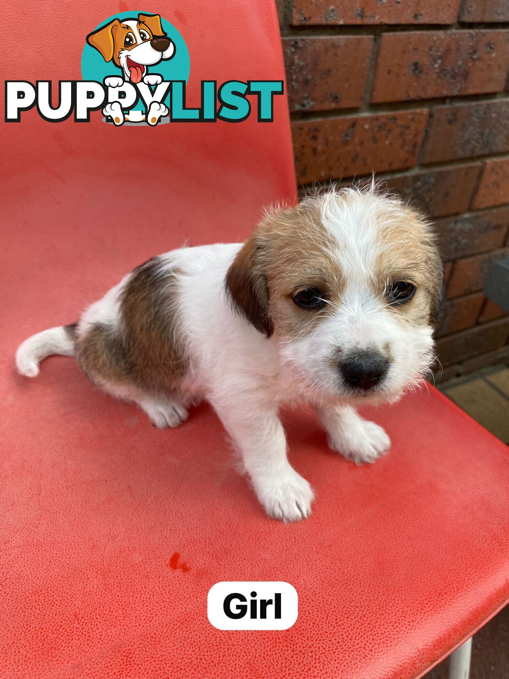 Jack Russell x Maltese puppies