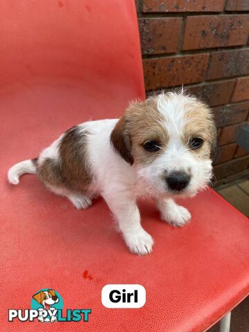 Jack Russell x Maltese puppies