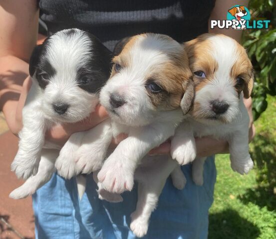 Jack Russell x Maltese puppies