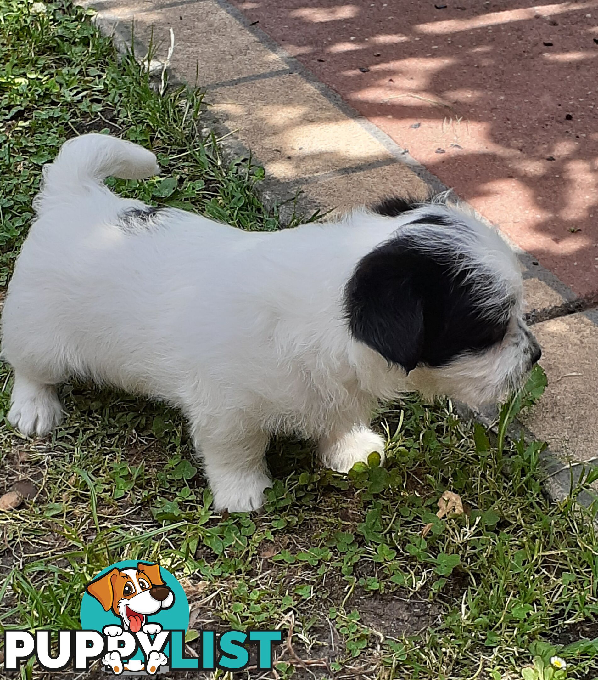 Jack Russell x Maltese puppies