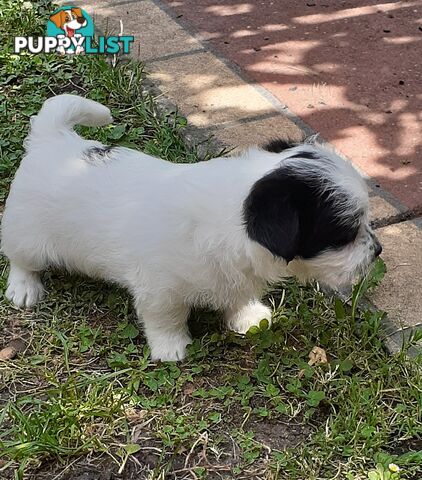 Jack Russell x Maltese puppies