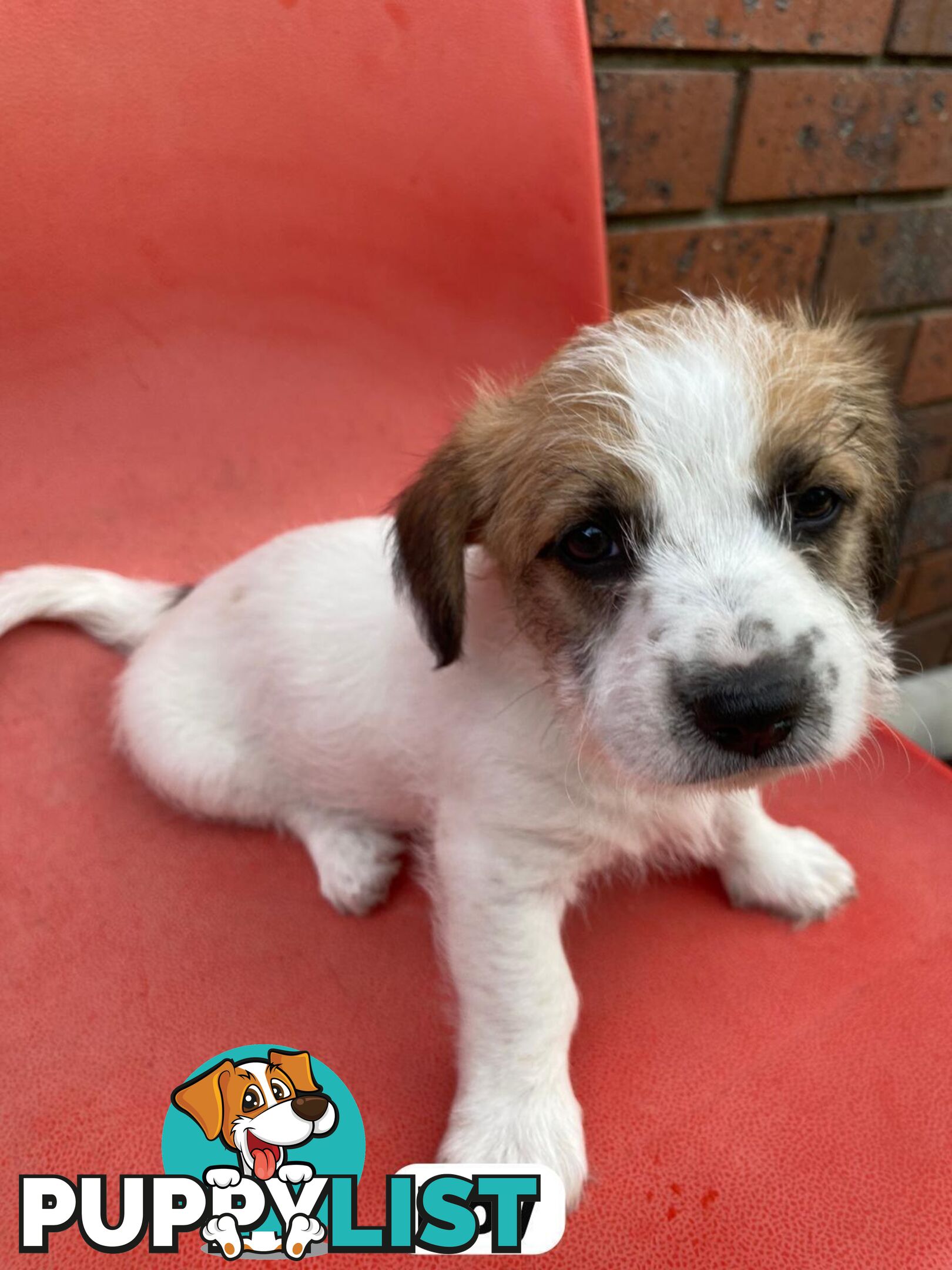 Jack Russell x Maltese puppies