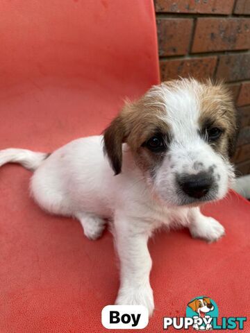 Jack Russell x Maltese puppies