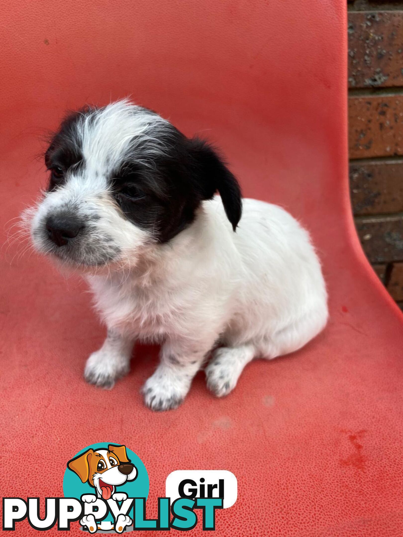 Jack Russell x Maltese puppies