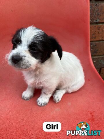 Jack Russell x Maltese puppies