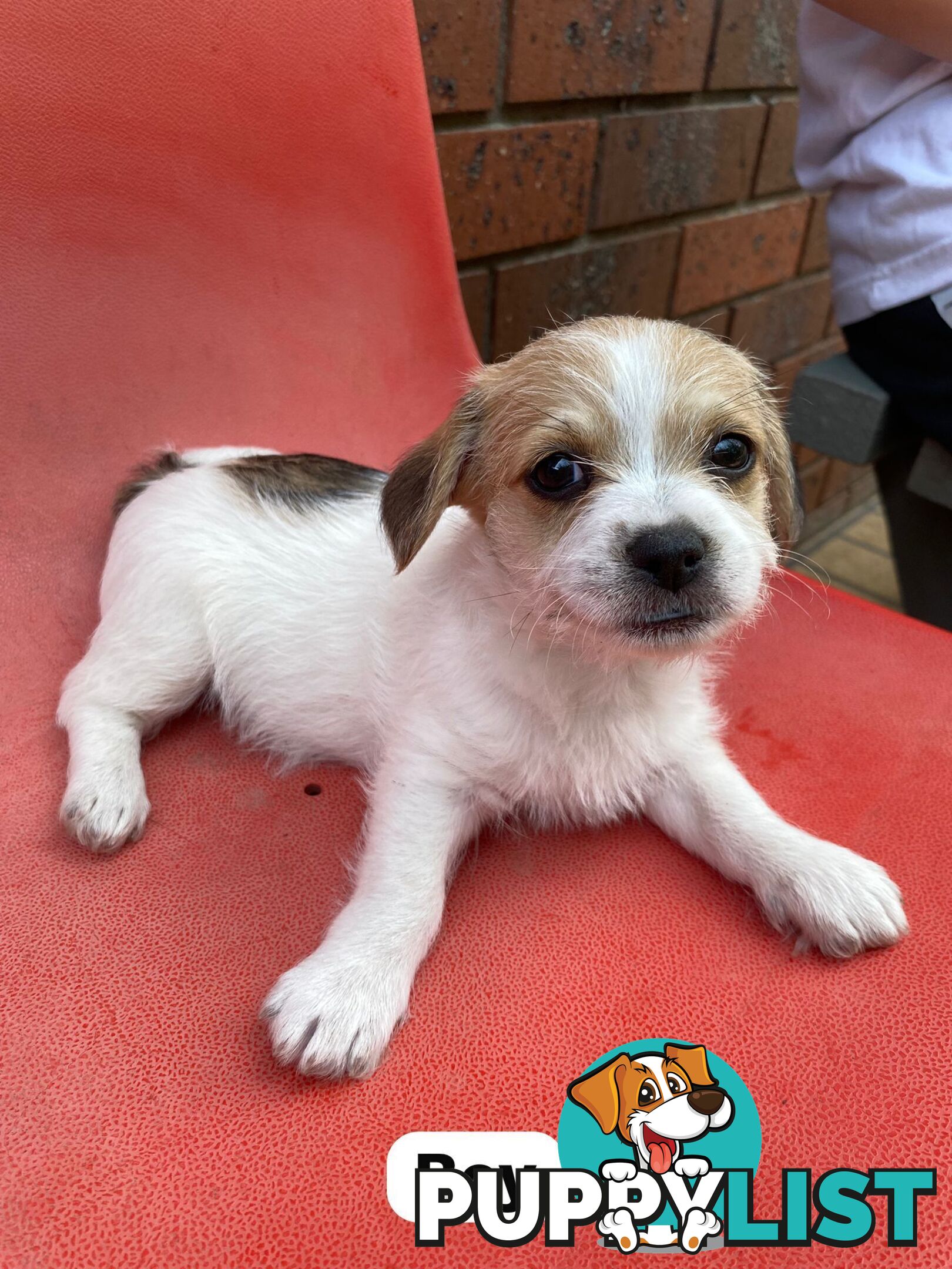 Jack Russell x Maltese puppies