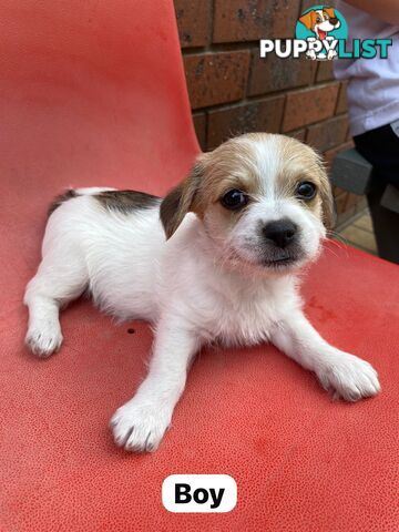 Jack Russell x Maltese puppies