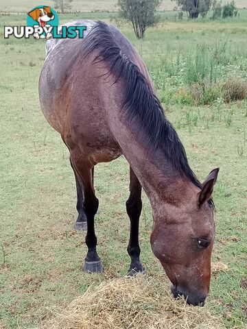 Arab X Appaloosa mare