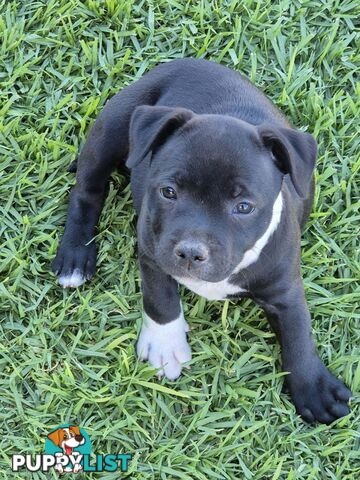 10-Week-Old English Staffordshire Bull Terrier Puppy - Boo