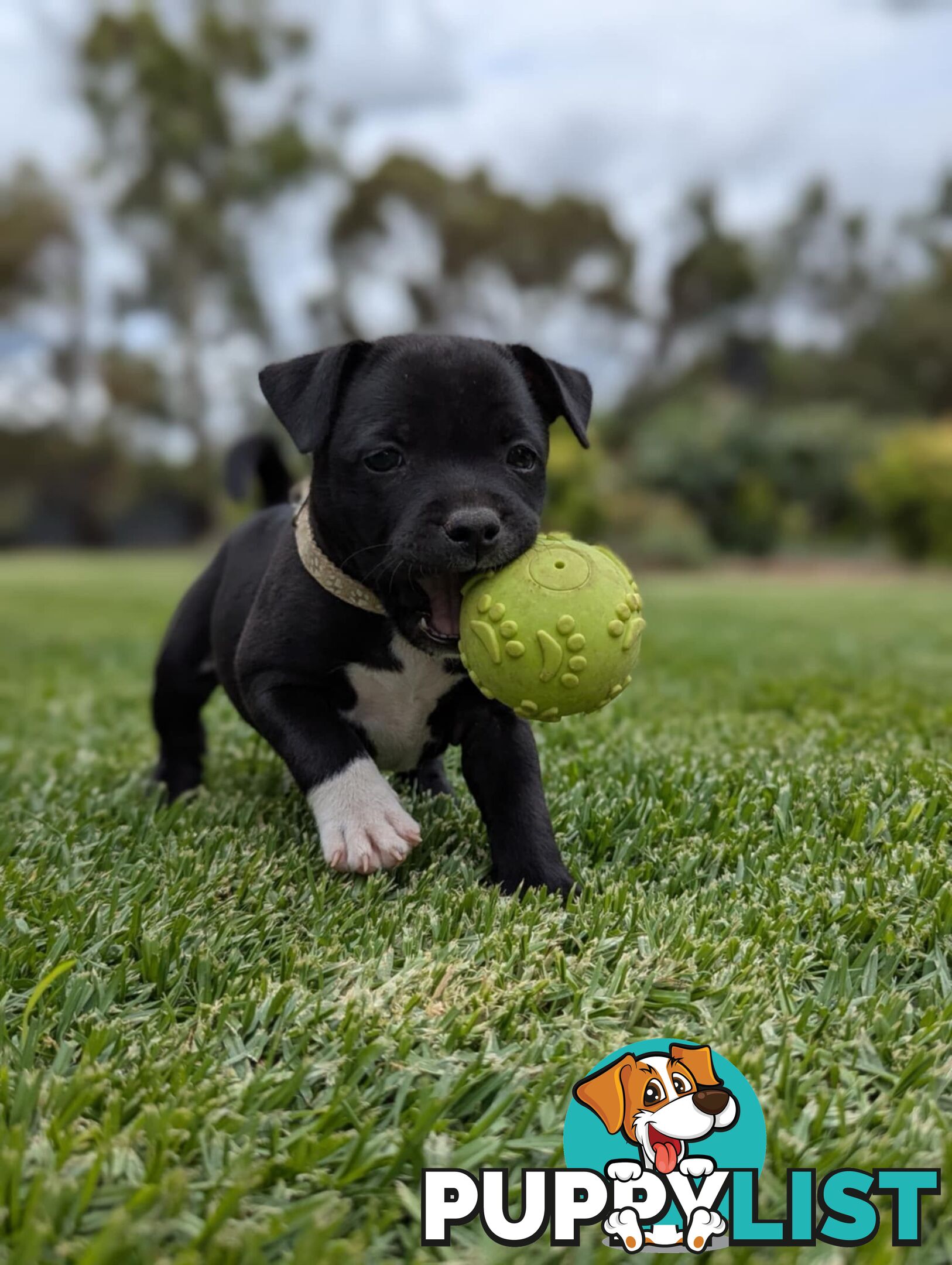 10-Week-Old English Staffordshire Bull Terrier Puppy - Boo