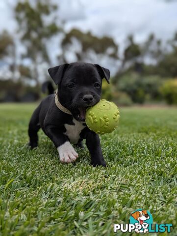 10-Week-Old English Staffordshire Bull Terrier Puppy - Boo