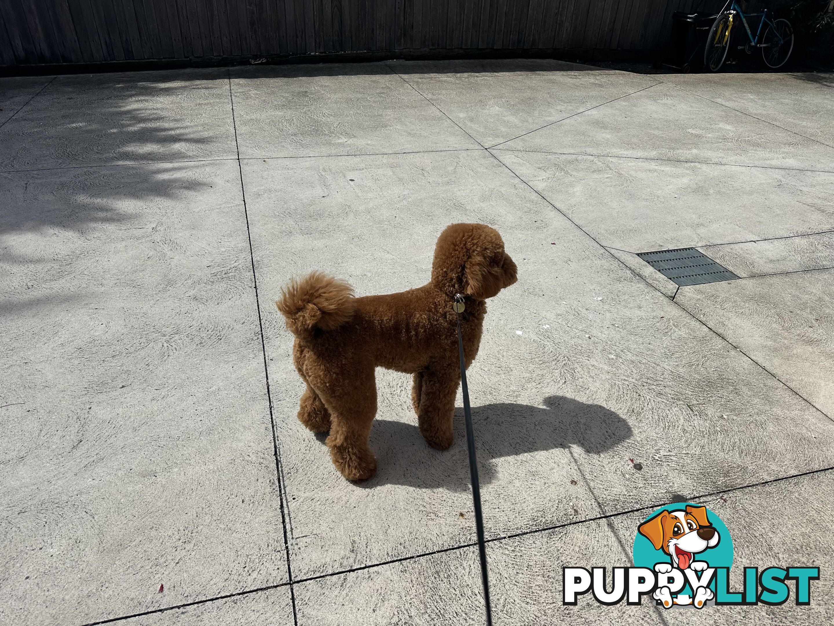 Miniature poodle stud service dna/pra clear