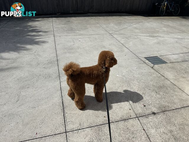 Miniature poodle stud service dna/pra clear