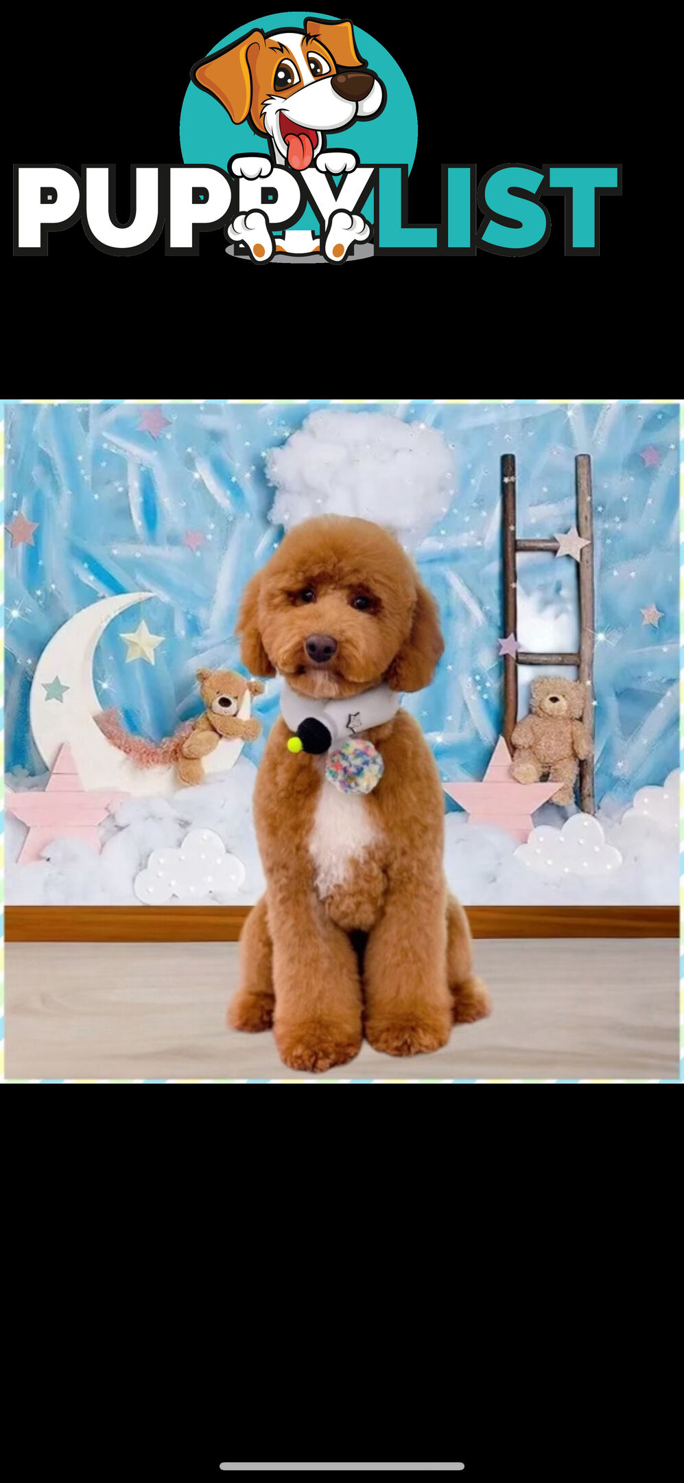 Miniature poodle stud service dna/pra clear