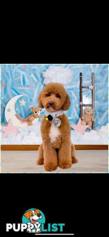 Miniature poodle stud service dna/pra clear