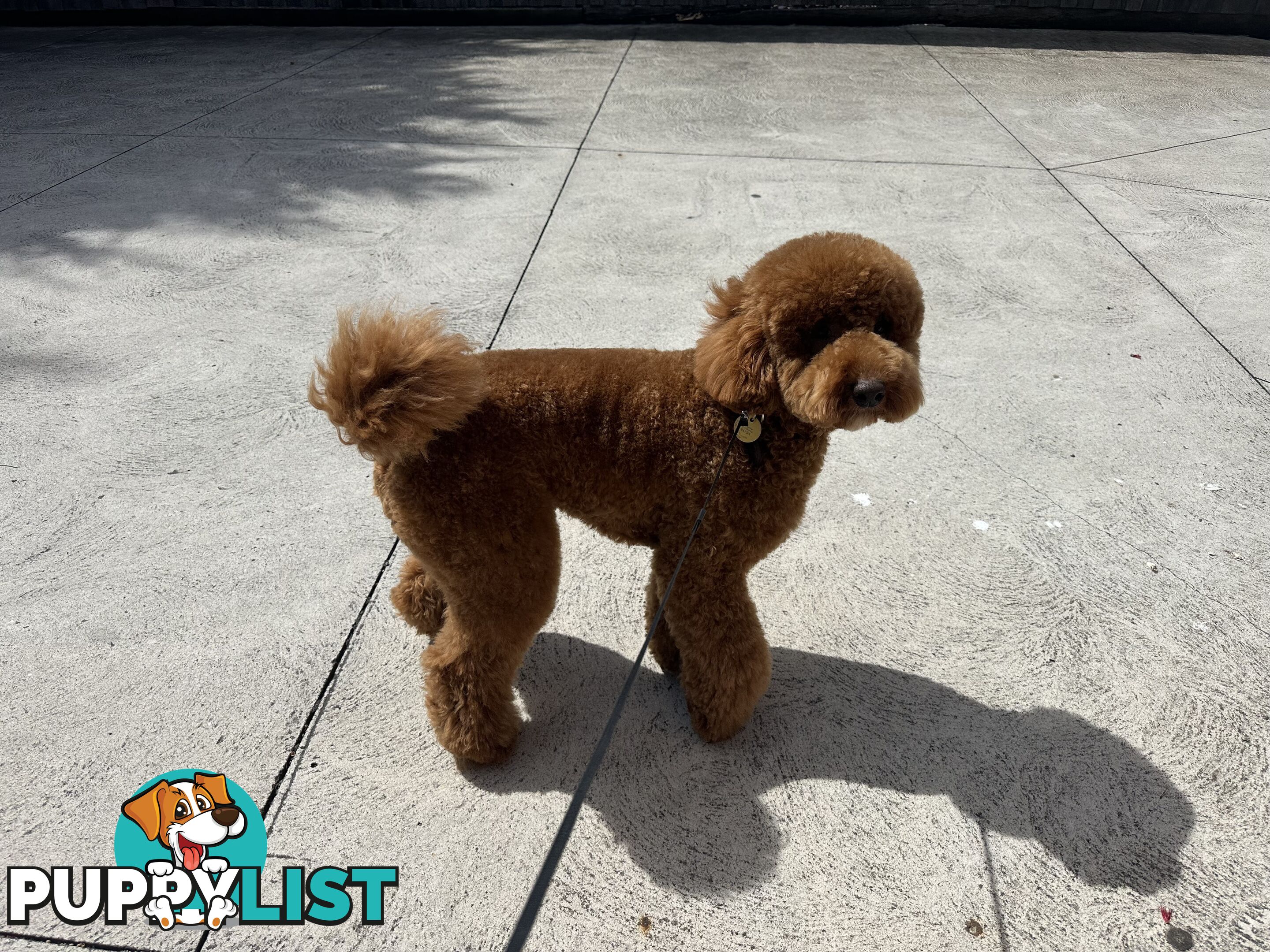 Miniature poodle stud service dna/pra clear