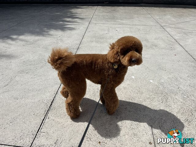 Miniature poodle stud service dna/pra clear