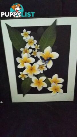 pretty frangipani picture