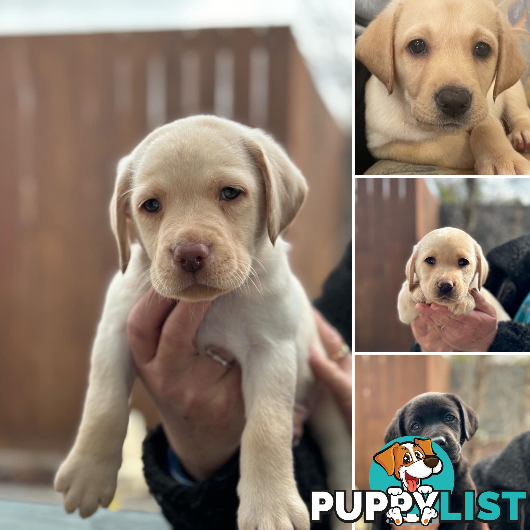 Labrador pups looking for their forever homes.