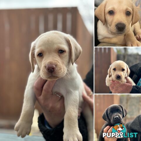 Labrador pups looking for their forever homes.