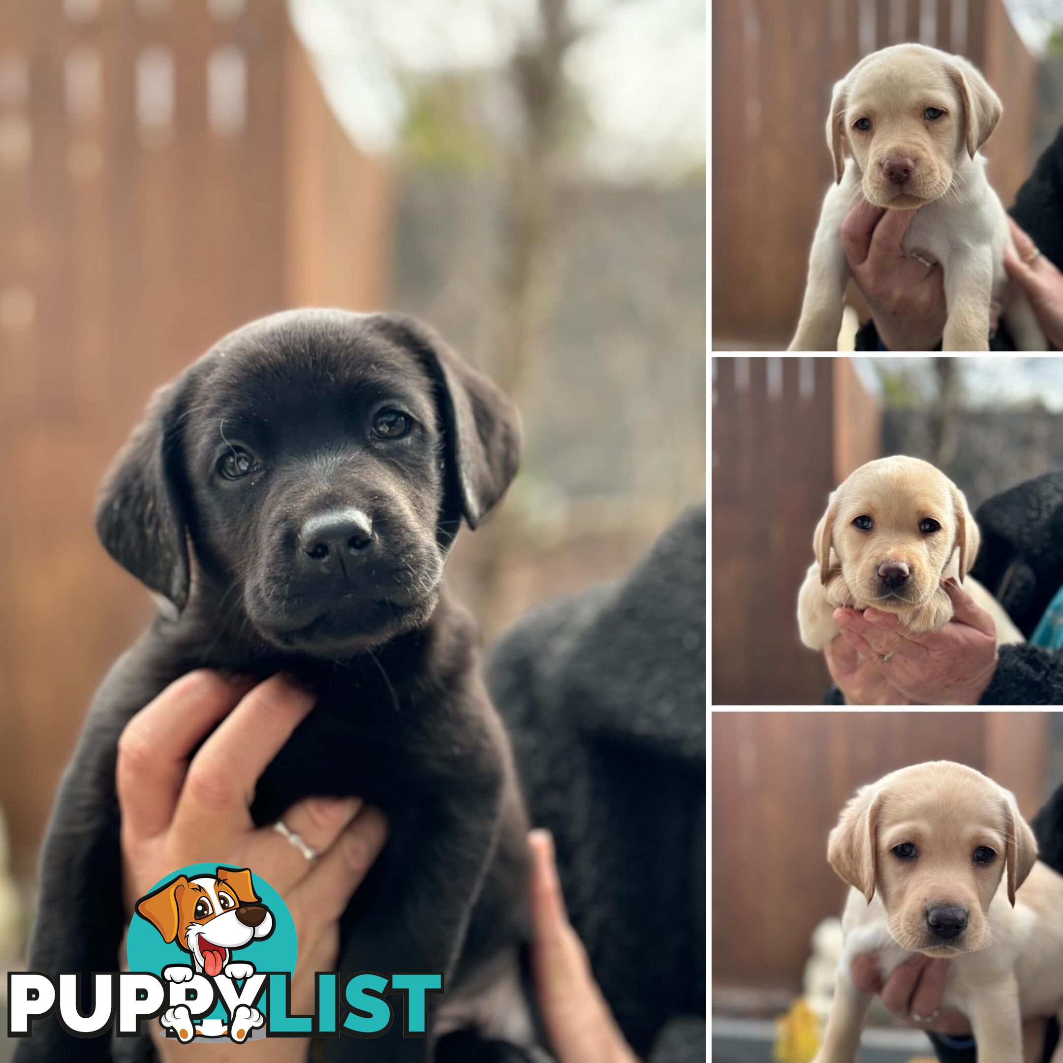 Labrador pups looking for their forever homes.