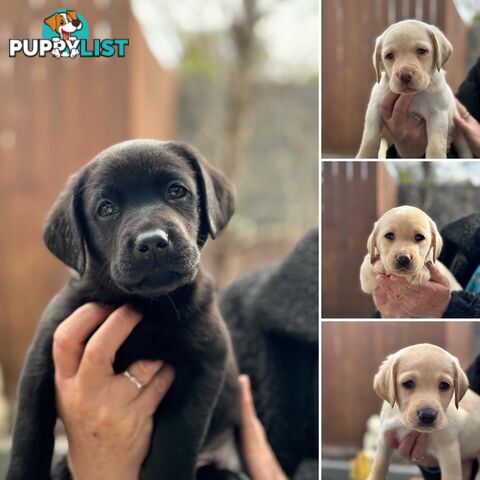 Labrador pups looking for their forever homes.