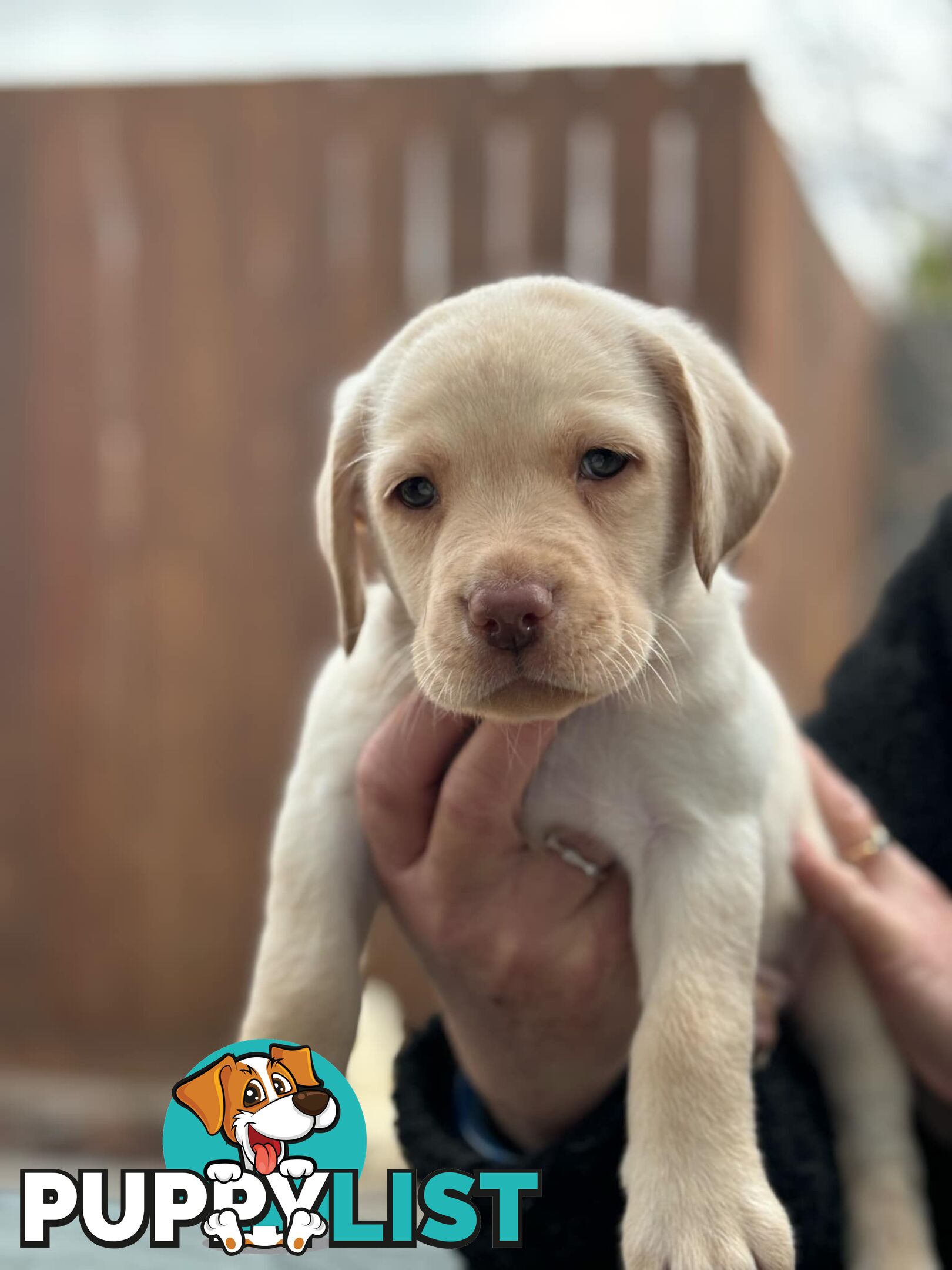 Labrador pups looking for their forever homes.