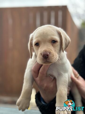 Labrador pups looking for their forever homes.