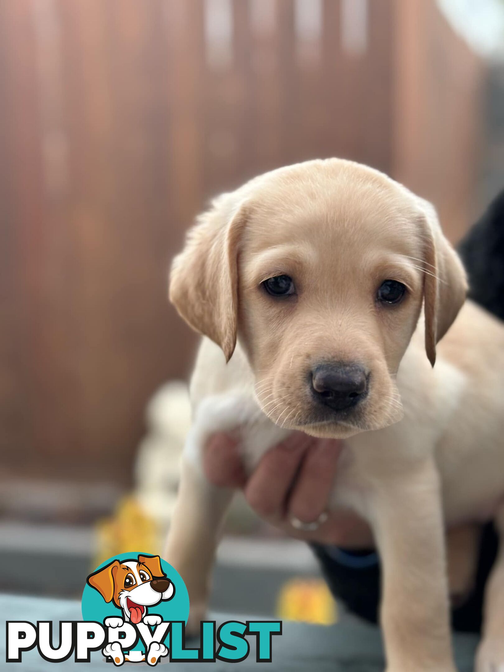 Labrador pups looking for their forever homes.