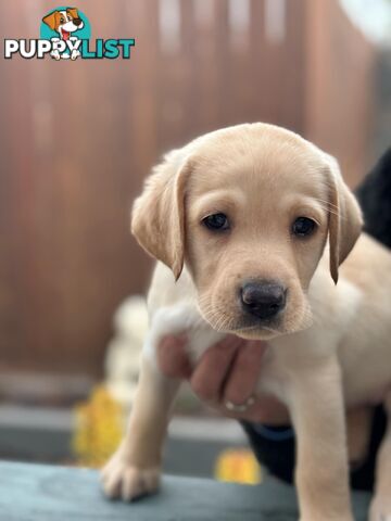 Labrador pups looking for their forever homes.